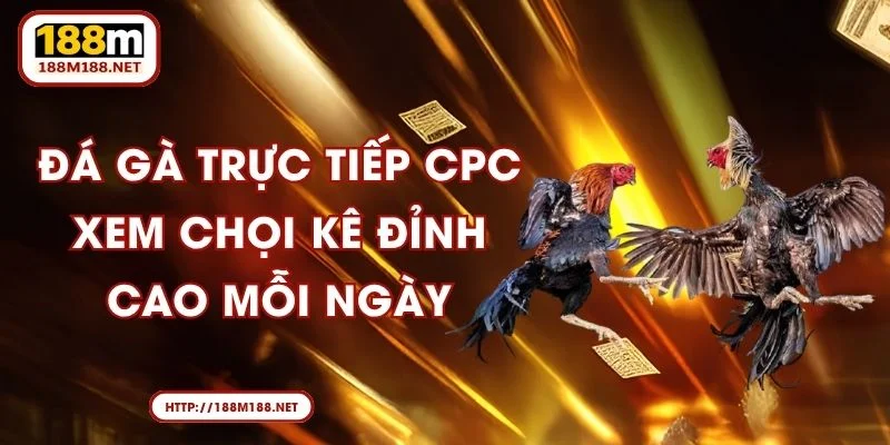 Đá Gà Trực Tiếp CPC - Xem Chọi Kê Đỉnh Cao Mỗi Ngày