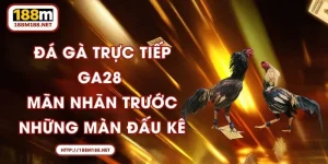 Đá Gà Trực Tiếp GA28 - Mãn Nhãn Trước Những Màn Đấu Kê