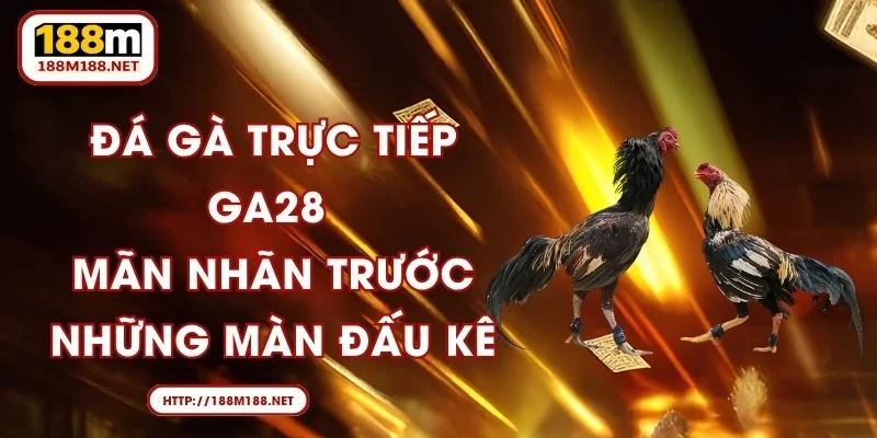 Đá Gà Trực Tiếp GA28 - Mãn Nhãn Trước Những Màn Đấu Kê